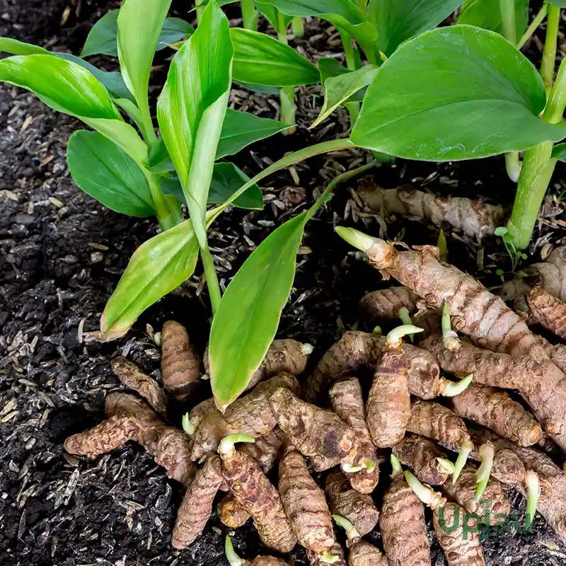 Black turmeric plant with distinctive dark-striped leaves