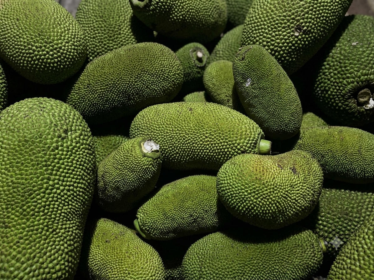 Close-up of a mature jackfruit hanging on a tree