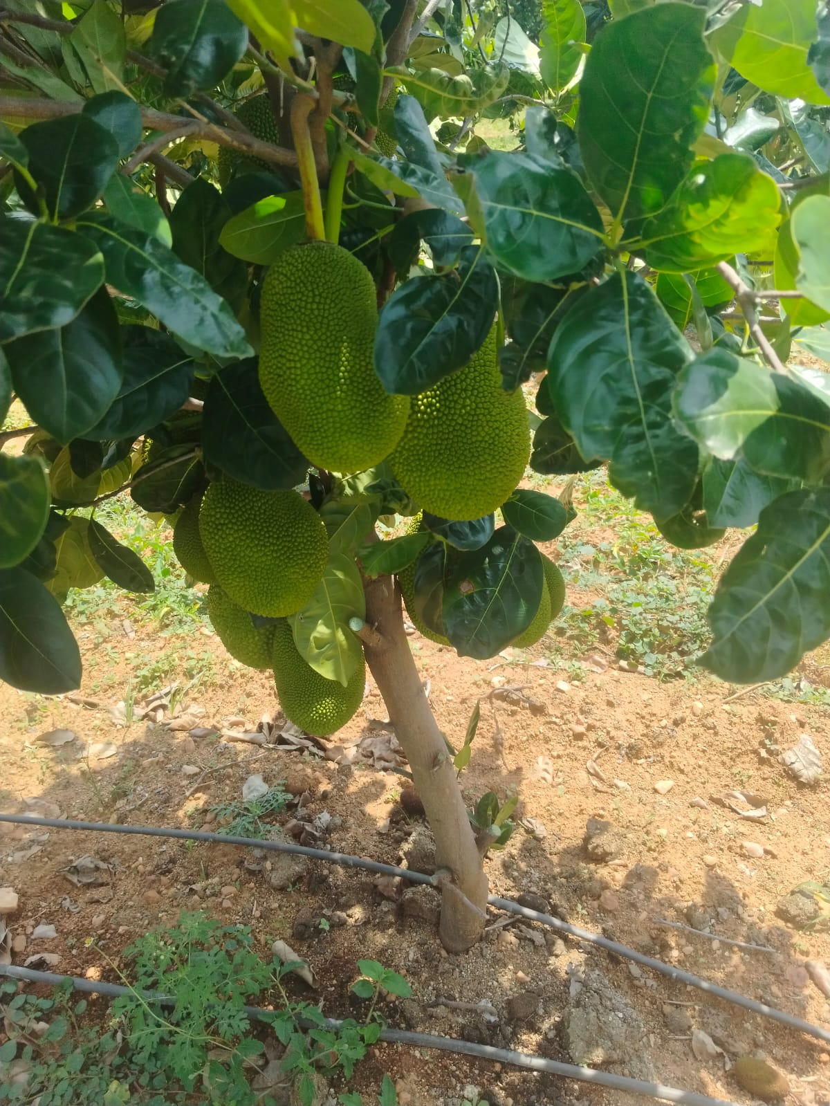 A jackfruit tree bearing multiple large fruits on its trunk and branches