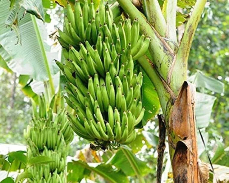 Nendran banana plant with a large bunch of bananas