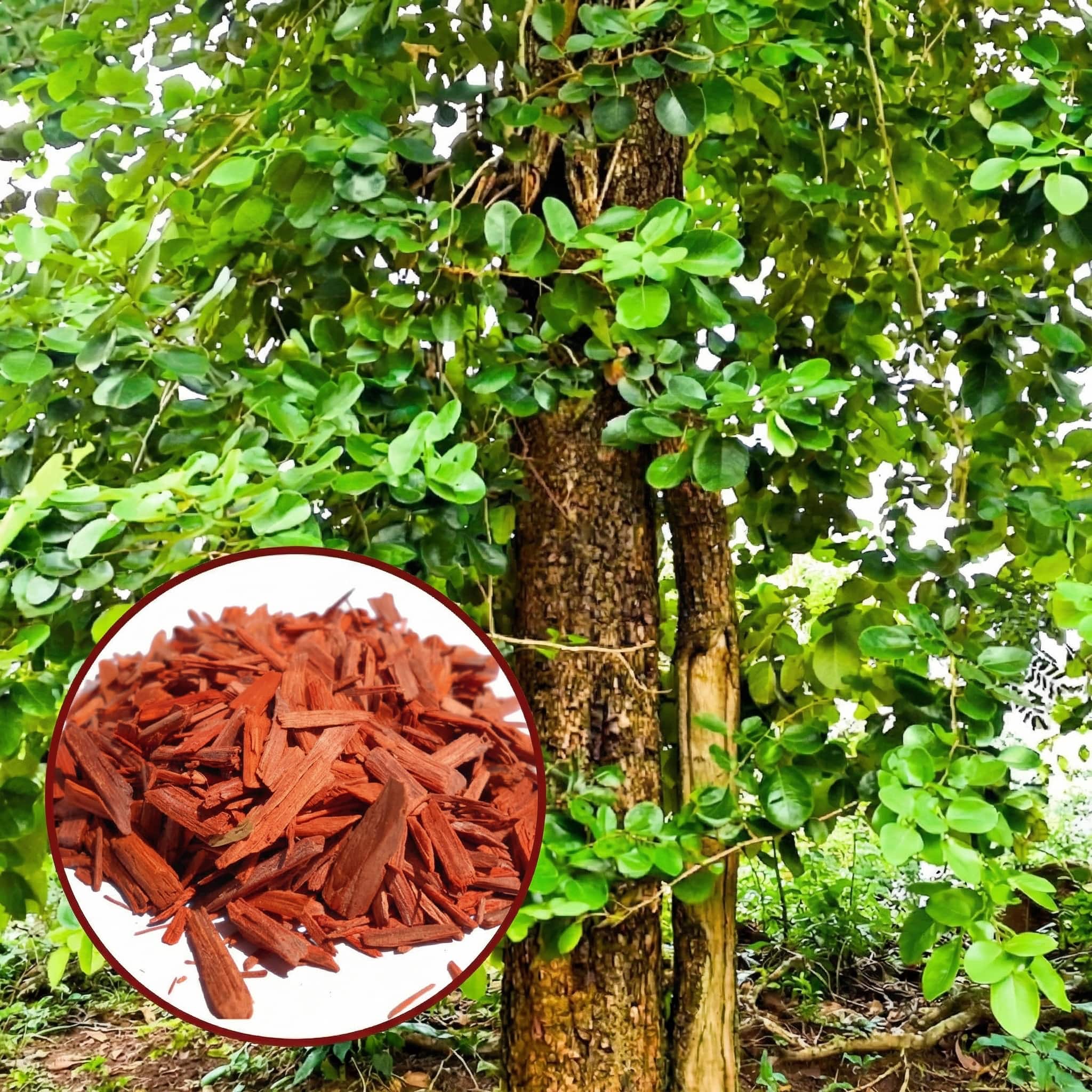 A young red sandalwood sapling with slender green leaves